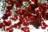 20061008_kamikouchitrip_023